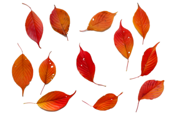 Colorful autumn leaves png. Set of autumn fallen leaves. 