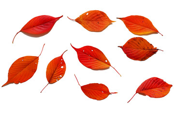 Colorful autumn leaves png. Set of autumn fallen leaves. 