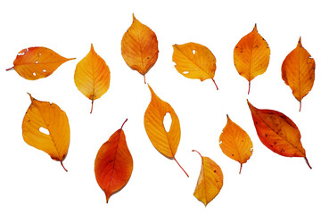 Colorful autumn leaves png. Set of autumn fallen leaves. 