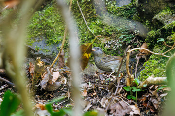 餌を探す可愛いクロジ（ホオジロ科）。

日本国神奈川県相模原市、早戸川林道にて。
2024年4月撮影。

Lovely Gray Buntings (family White-tailed godwits) looking for food.

At Hayatogawa forest road, Sagamihara, Kanagawa, Japan,
photo by April, 2024.