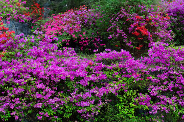 Obraz premium Orange azalea flowers bush,background with orange azalea,royal azalea,beautiful colorful flowers blooming in nature