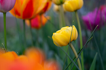 April 15th 2024: macro closeup photo shoot of tulip in full bloom during spring season