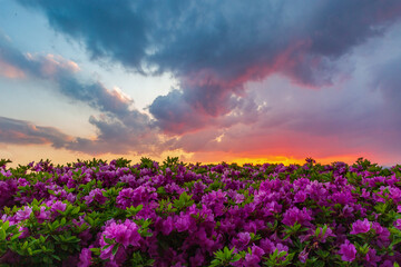 Orange azalea flowers bush,background with orange azalea,royal azalea,beautiful colorful flowers blooming in nature