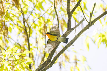 新緑の中、羽虫を捕らえるために飛び立つ（フライキャッチ）可愛いキビタキ（ヒタキ科）。

日本国神奈川県相模原市、早戸川林道にて。
2024年4月撮影。

A lovely little Narcissus Flycatcher, (Ficedula narcissina, family Cyanopterygidae) takes off (fly-catches) to catch a wing