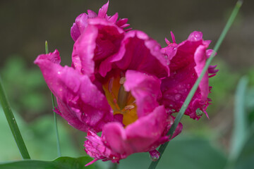 April 15th 2024: macro closeup photo shoot of tulip in full bloom during spring season