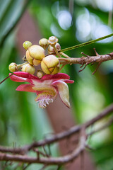 Closeup of the canon ball flower in the botanical garden, Mahe Seychelles