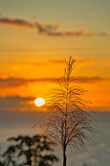 Golden color sunset over the beach of beau vallon, behind a sugarcane flower, Mahe Seychelles
