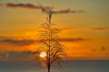 Golden color sunset over the beach of beau vallon, behind a sugarcane flower, Mahe Seychelles