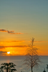 Golden color sunset over the beach of beau vallon, behind a sugarcane flower, Mahe Seychelles