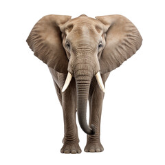 Fototapeta premium elephant isolated on transparent background