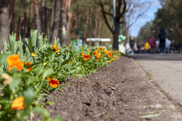 Obraz premium orange flowers in the garden