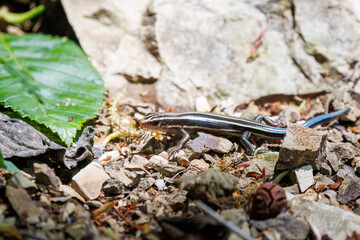綺麗なニホントカゲ（トカゲ科）。

日本国神奈川県相模原市、早戸川林道にて。
2024年4月撮影。

The lovely Japanese skink (Plestiodon japonicus, family comprising lizard).

At Hayatogawa forest road, Sagamihara, Kanagawa, Japan,
photo by April, 