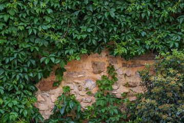 The texture of the stone wall. Old castle stone wall texture background with ivy.