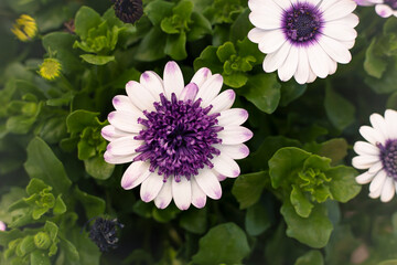 꽃이 있는 풍경