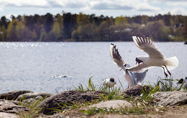 Obraz premium flying white birds on blue water background
