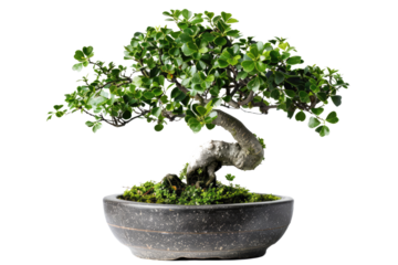 little bonsai plant tree isolated on white or transparent png