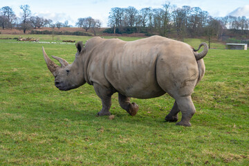 Photograph of a Rhino walking around at a safari park in England