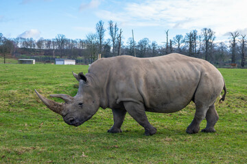Obraz premium Photograph of a Rhino walking around at a safari park in England