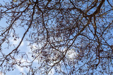 
tree branches against blue sky