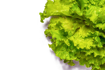 fresh green lettuce, png file, 