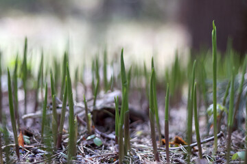 
young small grass in the forest among brown leaves