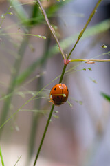 Red Ladybug is crawling in a weed. Close up photo of red ladybug living in the wild. Graphic Resources. Animal Themes. Animal Close Up. Macro Photography