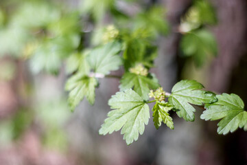
green leaves with small flowers on the tree
