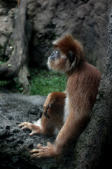 Monkey sitting on a rock