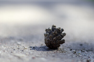 
brown pine cone on the ground