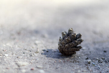 
brown pine cone on the ground