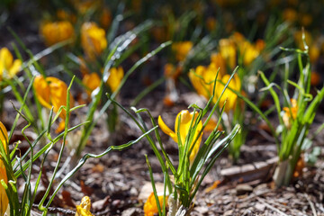  yellow crocus flowers in the grass