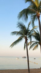Obraz premium palm trees on the beach