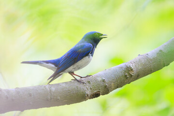 Naklejka premium 新緑の中、大きく美しい声でさえずる美しいオオルリ（ヒタキ科）。日本国神奈川県相模原市、早戸川林道にて。 2024年4月撮影。The beautiful Blue-and-white Flycatcher (Cyanoptila cyanomelana, family of the flycatcher) chirp loudly and beautifully in the fresh g