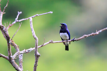 新緑の中、大きく美しい声でさえずる美しいオオルリ（ヒタキ科）。

日本国神奈川県相模原市、早戸川林道にて。
2024年4月撮影。

The beautiful Blue-and-white Flycatcher (Cyanoptila cyanomelana, family of the flycatcher) chirp loudly and beautifully in the fresh g