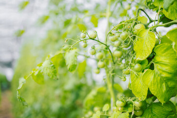 Different types of tomatoes. Harvest of tomato varieties