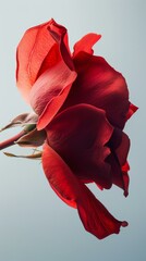 Single red rose in full bloom against a pale blue background