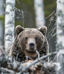 Fototapeta premium Close up portrait of a brown bear in the forest
