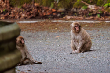 夕暮れの林道に現れた、可愛いニホンザル（オナガザル科）の群れ。

日本国神奈川県相模原市、早戸川林道にて。
2024年4月撮影。

A group of lovely Japanese macaque, Snow Monkey (Macaca fuscata) appeared on a forest road at dusk.

At Hayatogawa forest road, Sagami