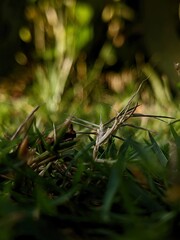 leaf