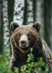 Fototapeta premium Close up portrait of a brown bear in the forest