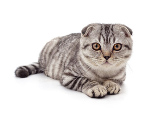 Fototapeta premium Gray beautiful cat.