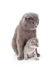 Cat and kitten.