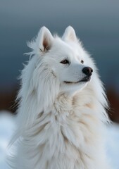 A white dog looking into the distance