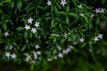 selective focus Pleated gardenia white flowers along the wet roadside after rain Look and feel refreshed. There is space for text.
