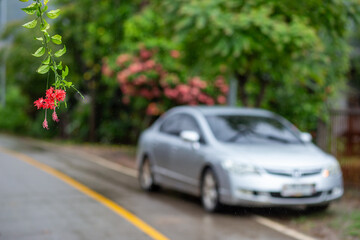 selective focus Hibiscus flower, red-orange flowers along the wet roadside after rain Look and feel refreshed. There is space for text.