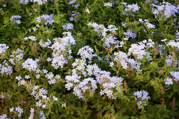 Fototapeta premium White Plumbago auriculata Flowers Amidst Lush Foliage, Symbol of Harmony in Garden Design