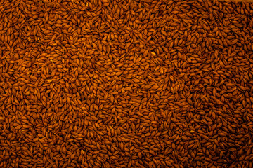 Plan rapproché de grains de malt, céréale germée servant à la conception de bière ou de whisky