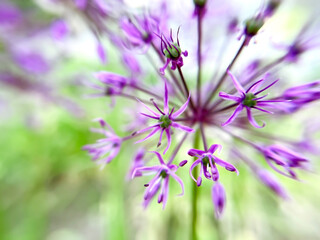 Allium Сristophii (Ornamental Onion) purple flowers close up