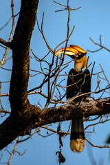 The Great Hornbill, also known as the great Indian hornbill from Buxa, West Bengal, India