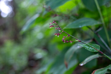 Selective focus, small purple wildflowers drenched in dew in the rainy season forest. Many plants have grown. Feel the freshness and coolness of the rainforest.